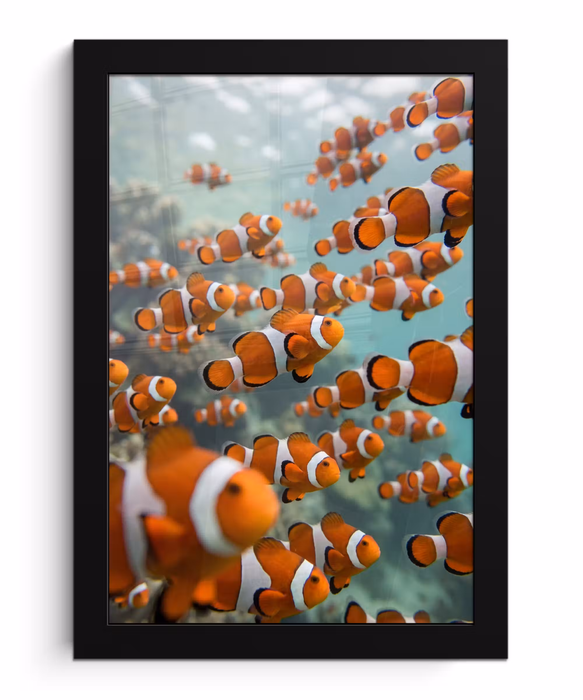 Bilder mit Rahmen - Fisch – Schwarm – Unterwasser – Tiere – Orange